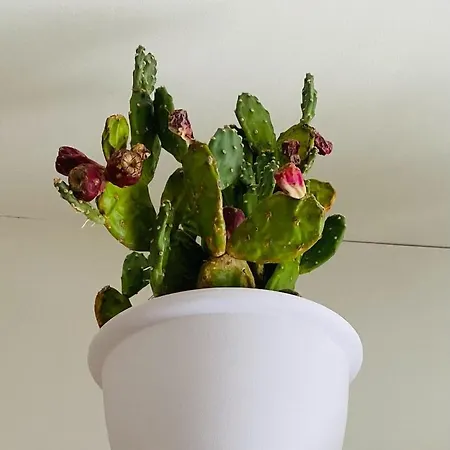 Mary Sicily Deluxe Gasthof 3*